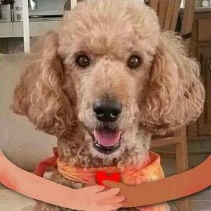 Meet your Posher, Ron